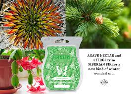 Scentsy Bar - Christmas Cactus